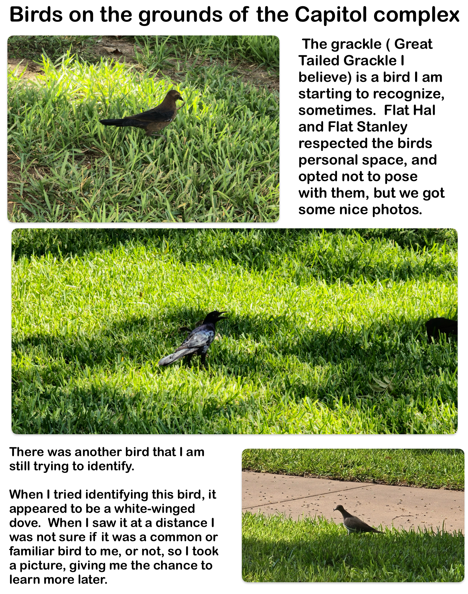 Birds on the grounds of the Capitol complex  — Austin, Texas