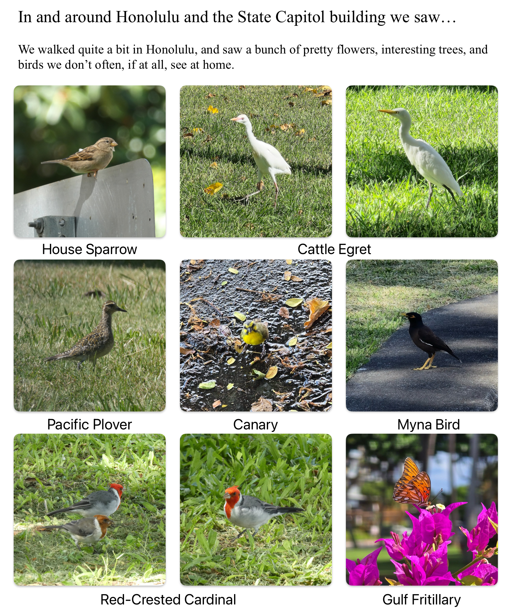 Honolulu – Birds we saw near the Capitol building and port area