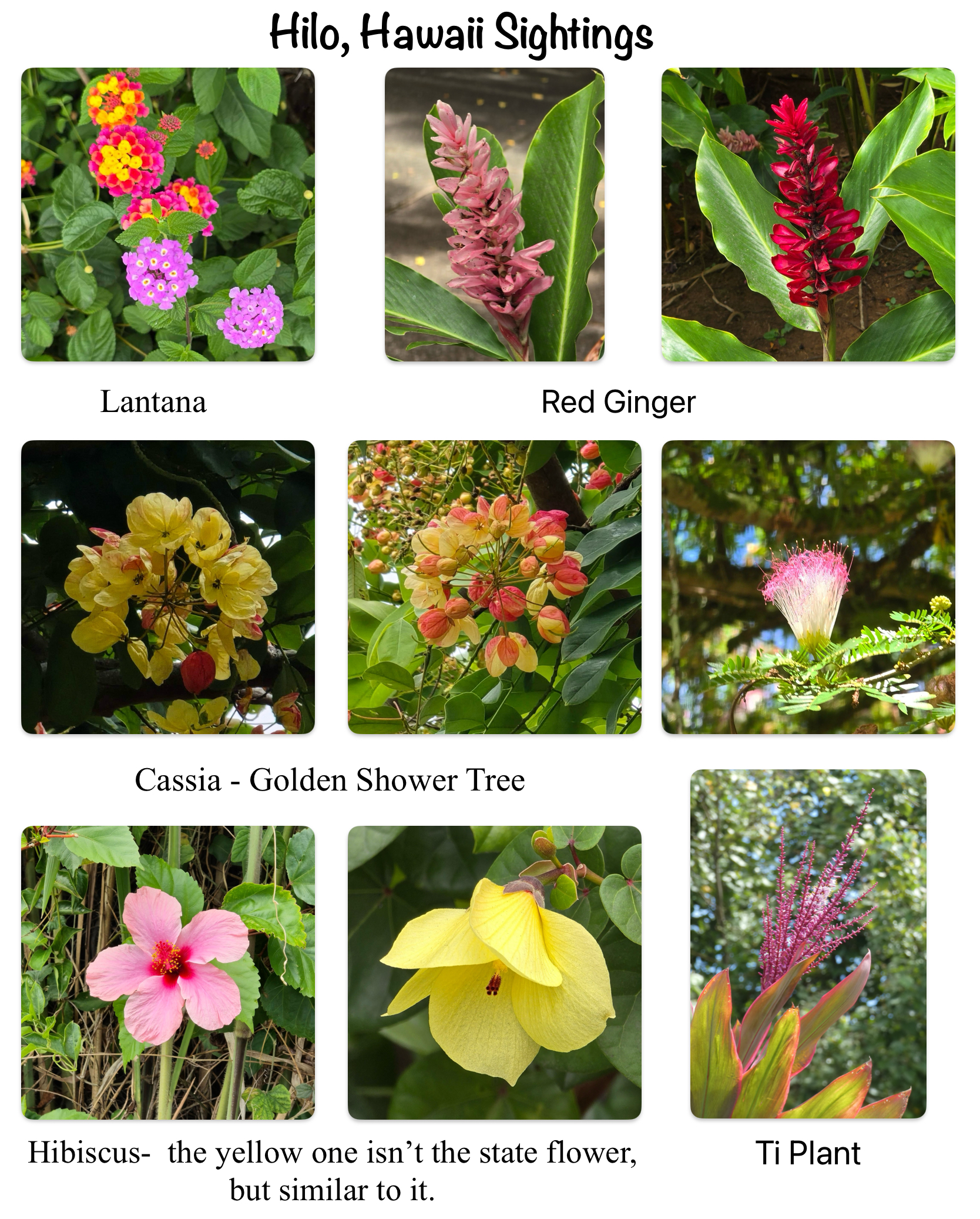 Hilo — Photos from Liliʻuokalani Gardens, Kuhio Kalanianaole Park & walk there