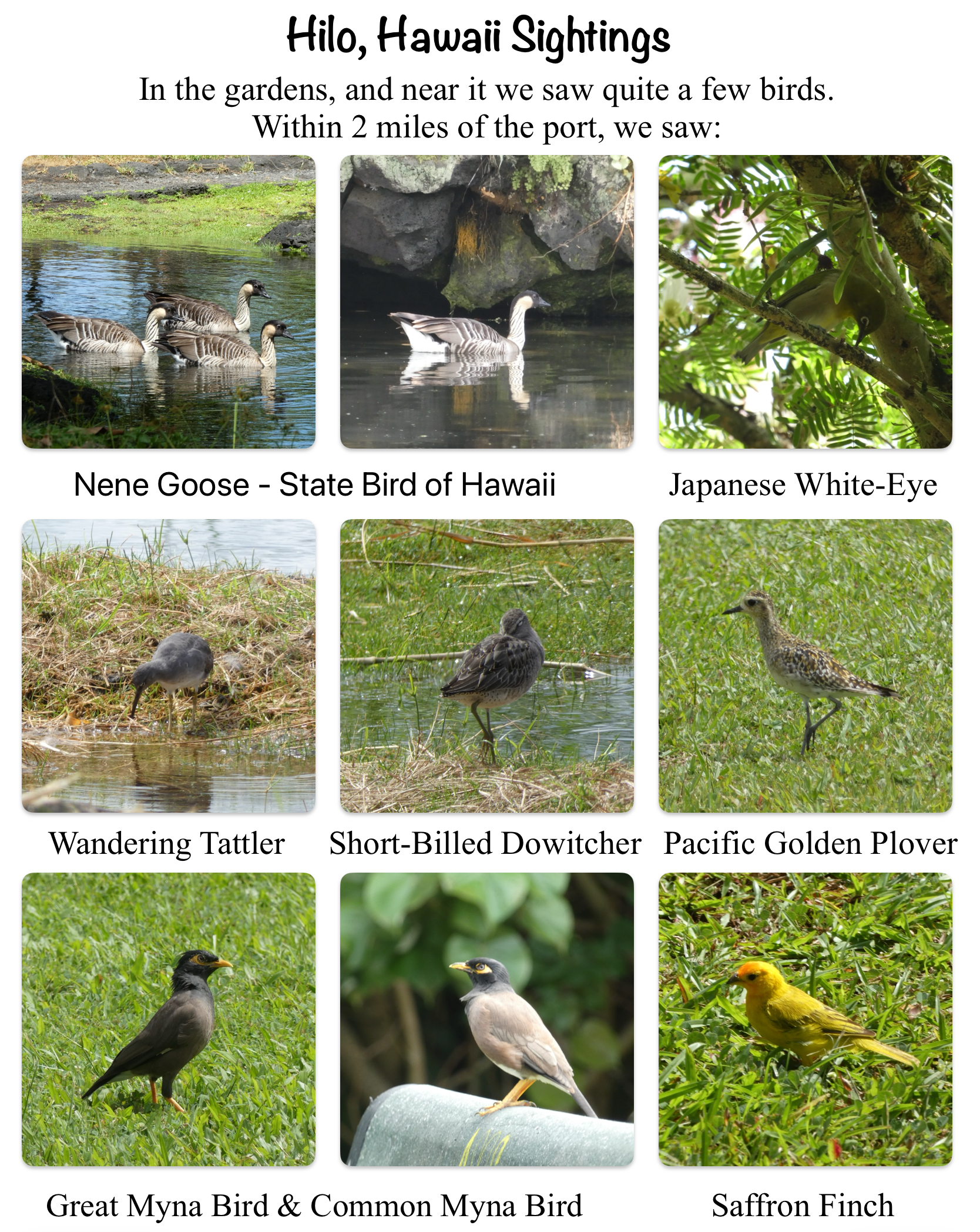 Hilo at Lili’uokalani Garden and Kuhio Kalanianaole Park