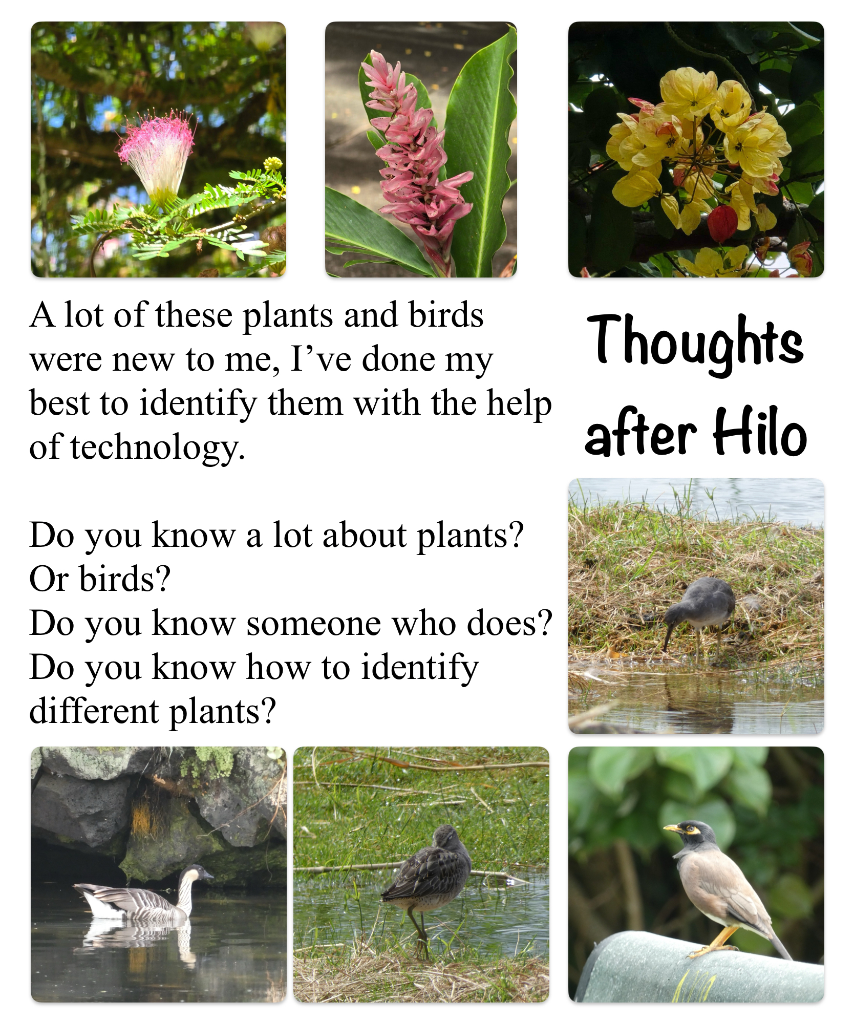 Thoughts after photographing plants & birds in Hilo, Hawaii