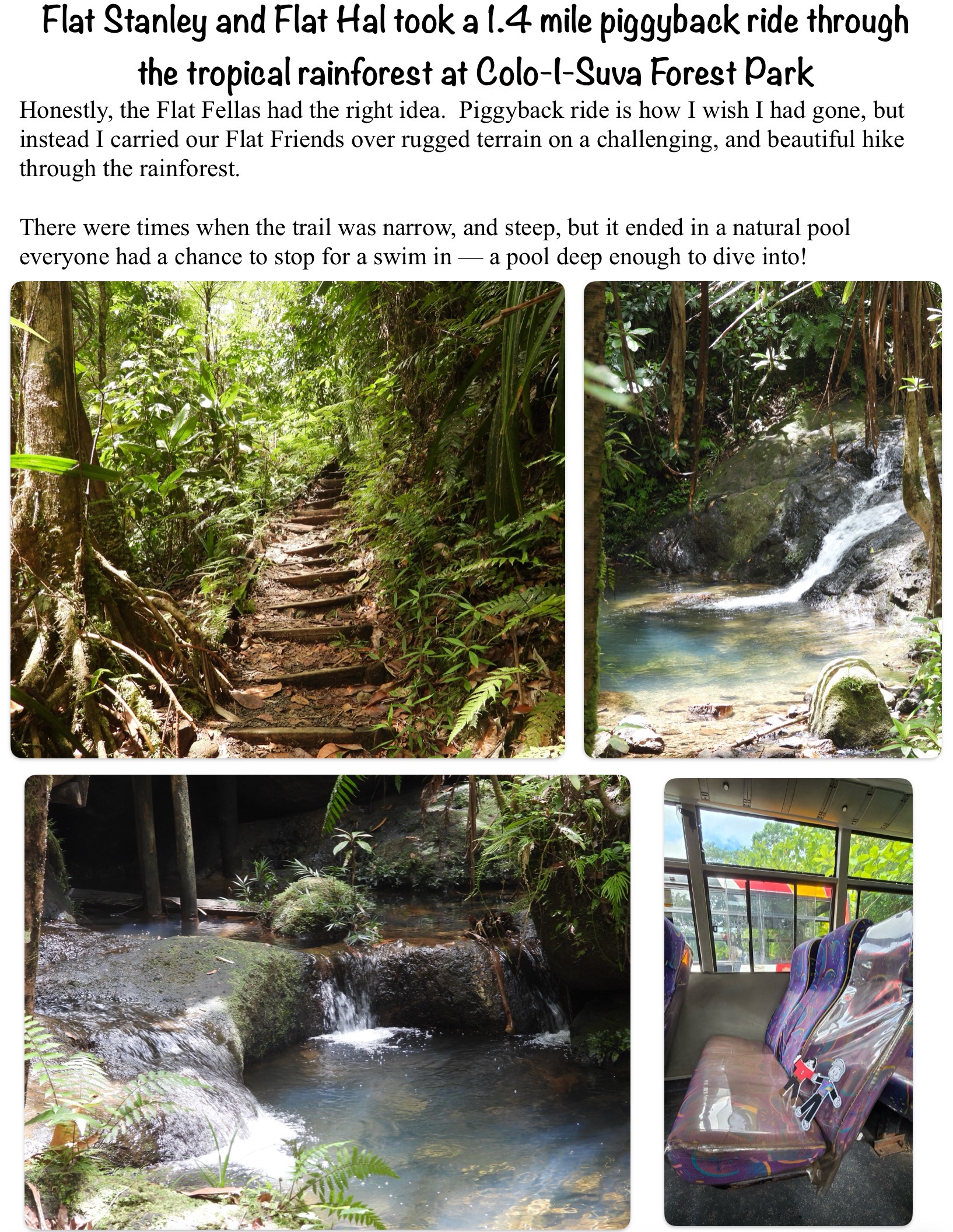 Flat Stanley and Flat Hal on a 1.4 mile piggyback ride through the tropical rainforest at Colo-I-Suva Forest Park