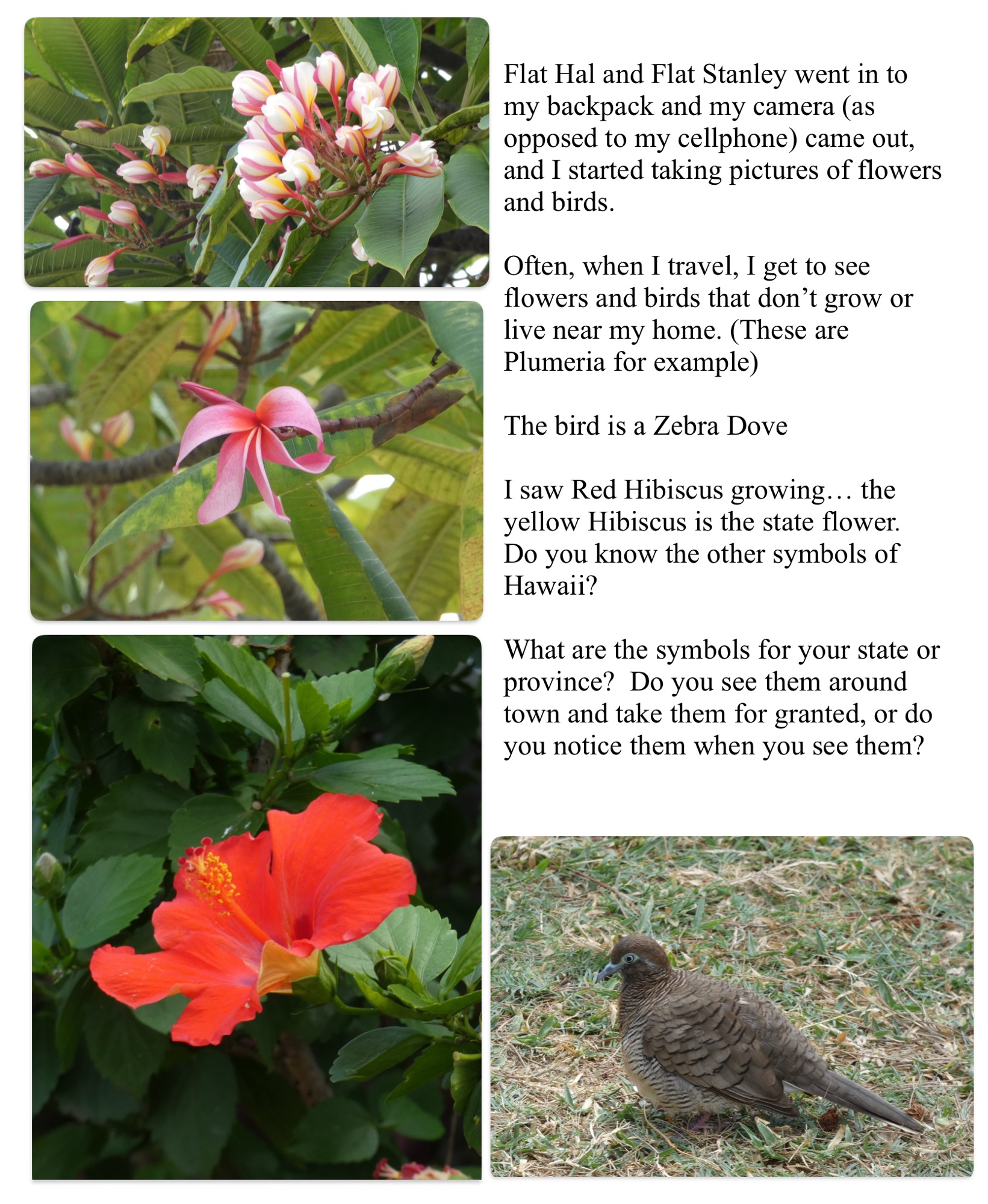 Nawiliwili, Kauai – flowers and birds