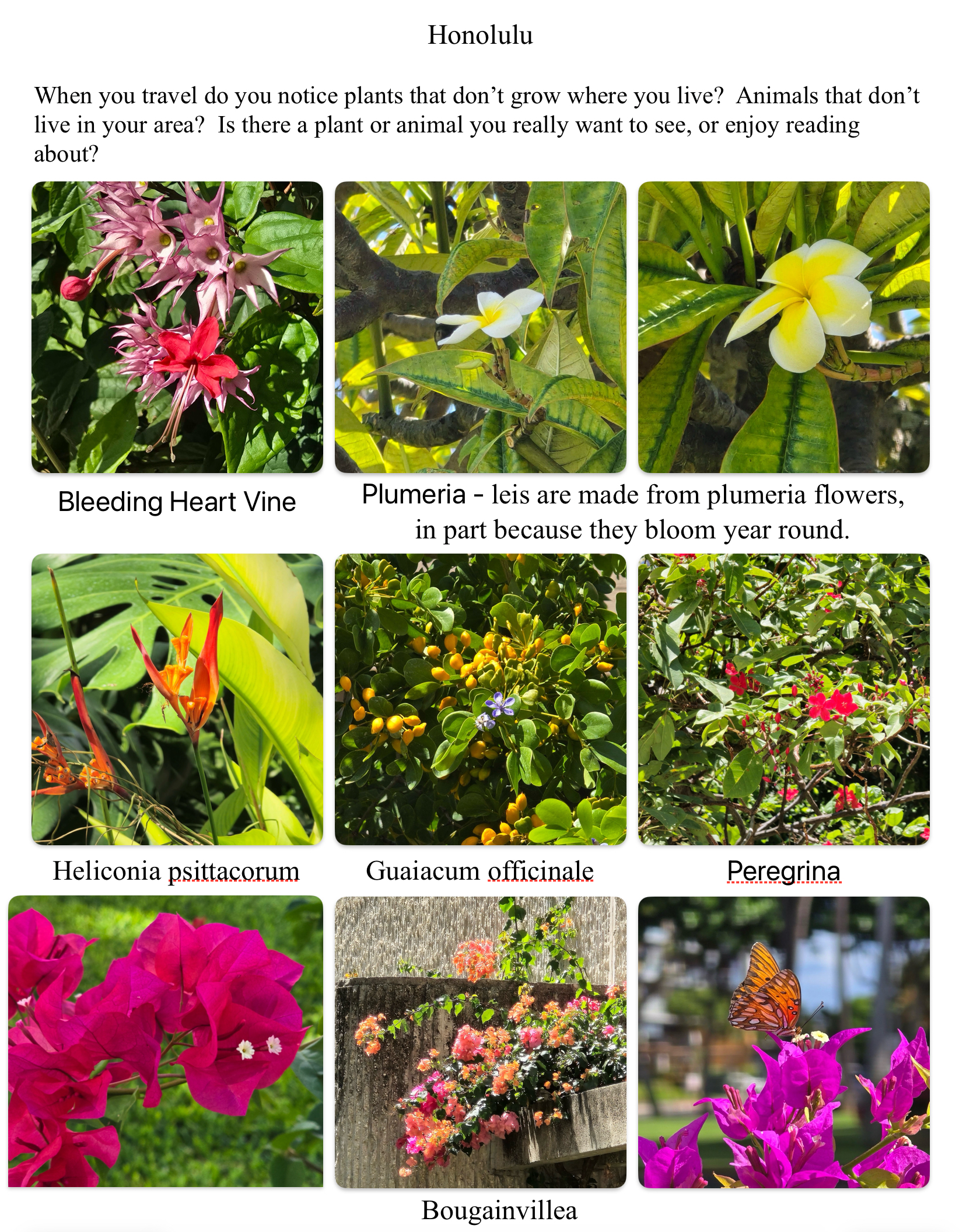 Honolulu – eye-catching plants and flowers