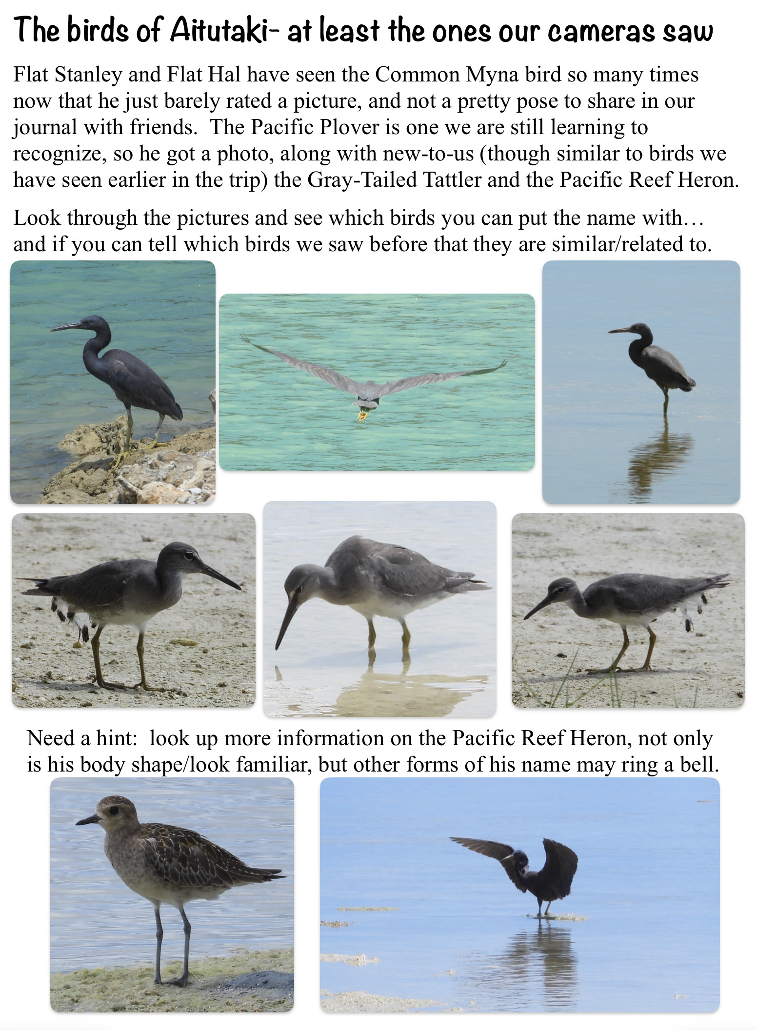 The birds of Aitutaki- at least the ones our cameras saw